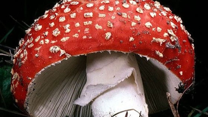 Мухомор красный ядовитый гриб