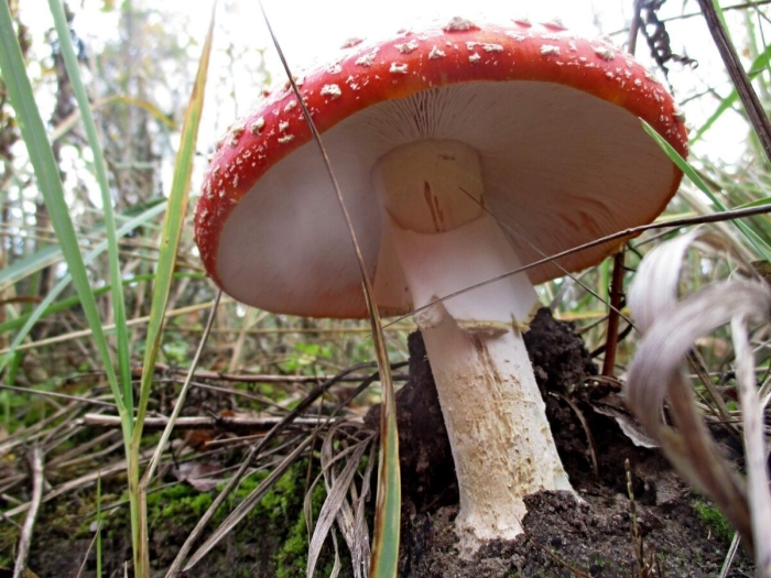 Несъедобные грибы мухомор