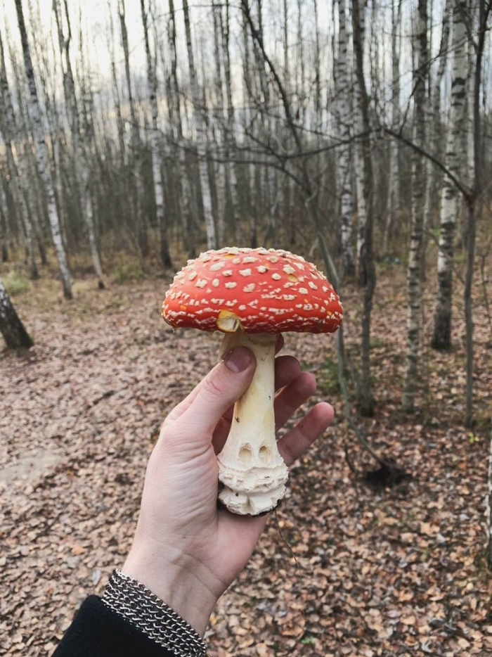 Мухомор аманита мускария