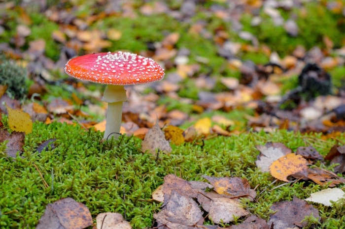 Мухомор гриб