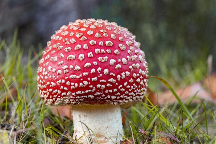Agaricus muscarius — красный мухомор