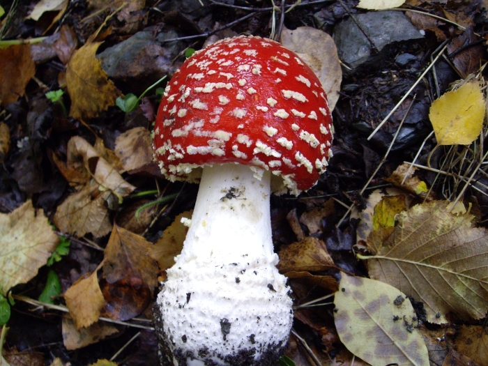 Красный мухомор
