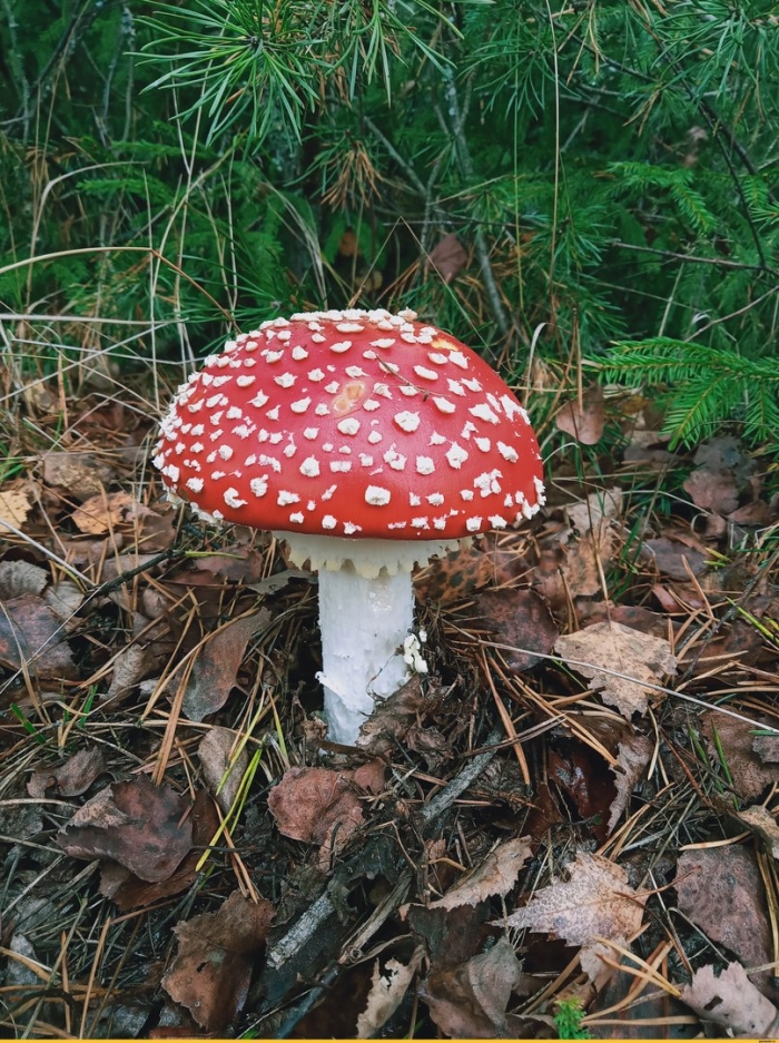 Грибница мухомора