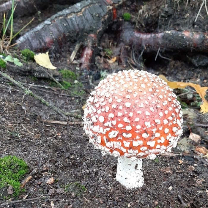 Мухомор сушеный