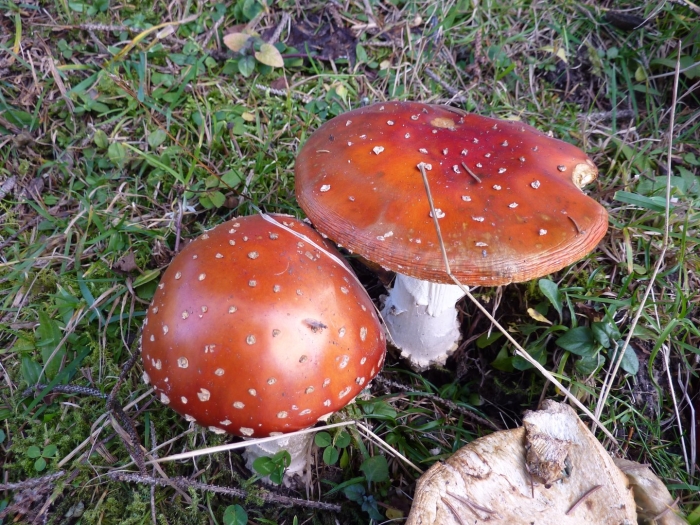 Amanita muscaria