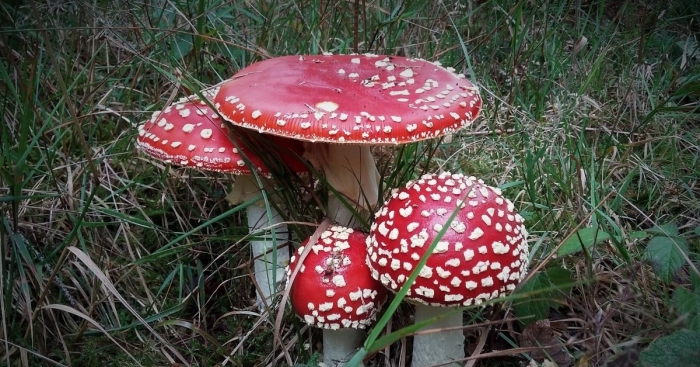 Мухомор аманита мускария