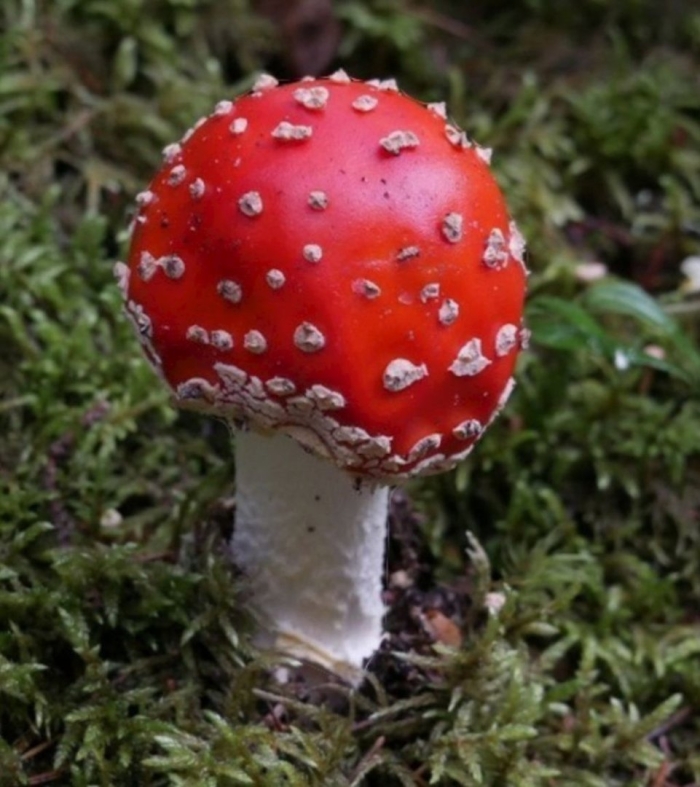 Королевский мухомор