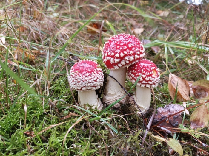 Несъедобные грибы ленинградской области