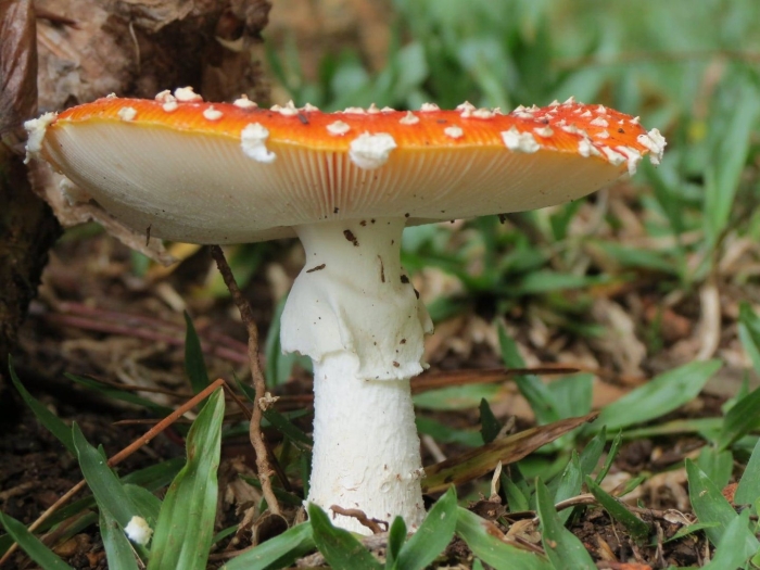 Мухомор белый