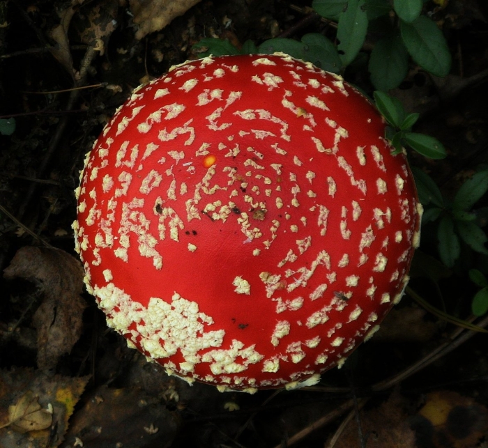 Шляпки мухомора пантерный