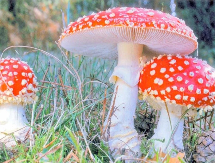 Аманита мускария