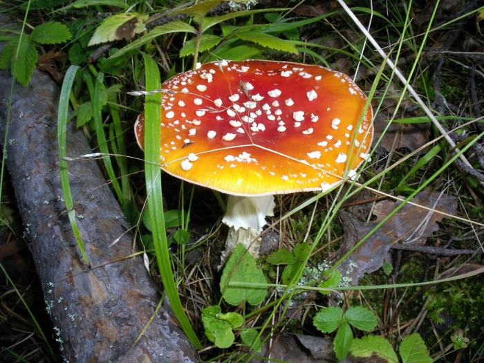 Мухомор пантерный