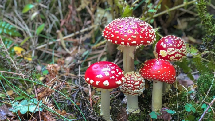 Красный мухомор