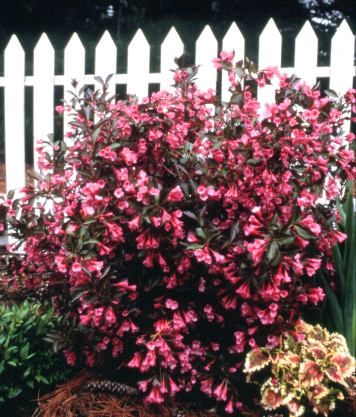 Вейгела ева ратке куст