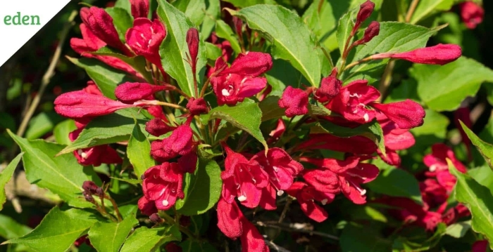 Вейгела марун свон