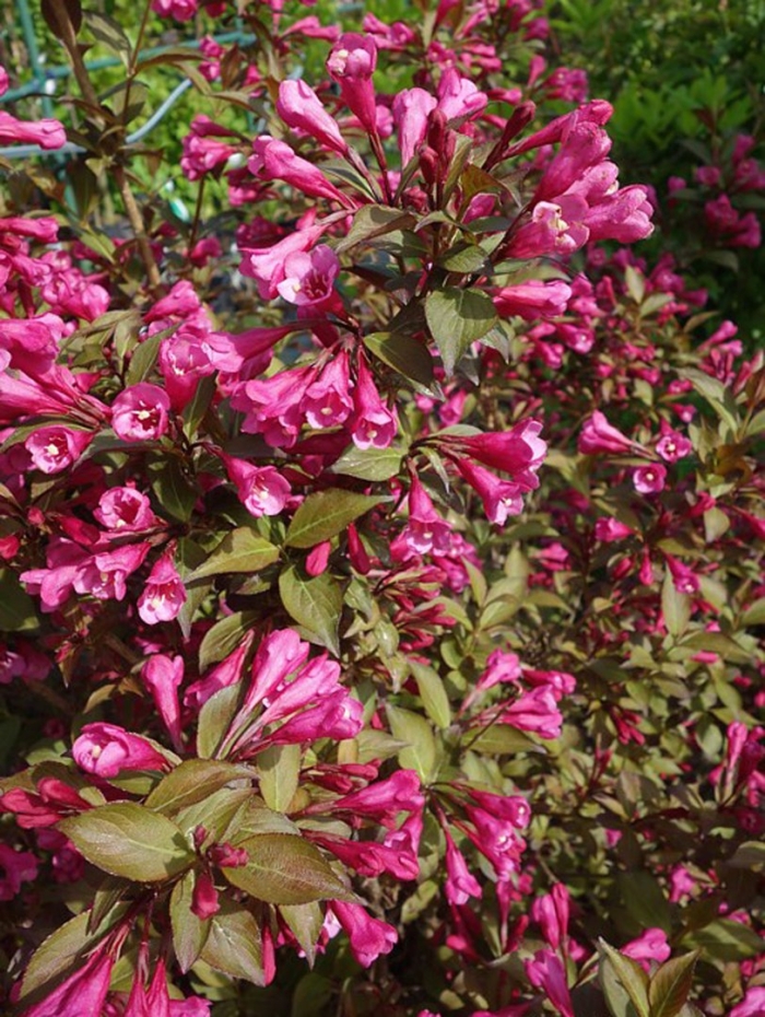 Вейгела foliis purpureis