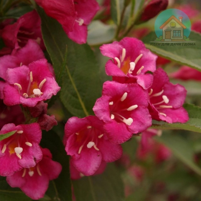 Вейгела цветущая red prince