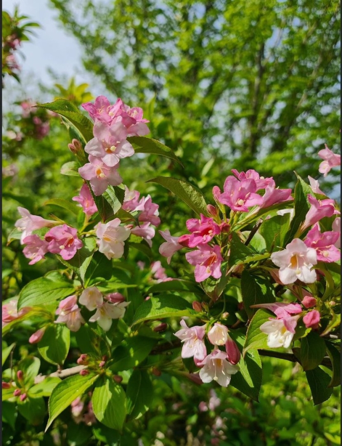 Вейгела бриан рубидор