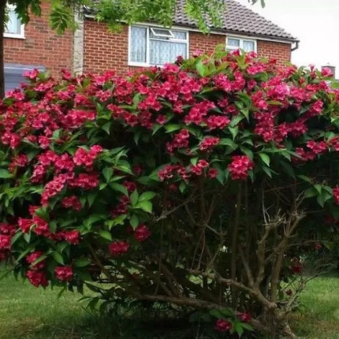 Куст вейгела