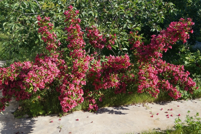 Вейгела ева ратке