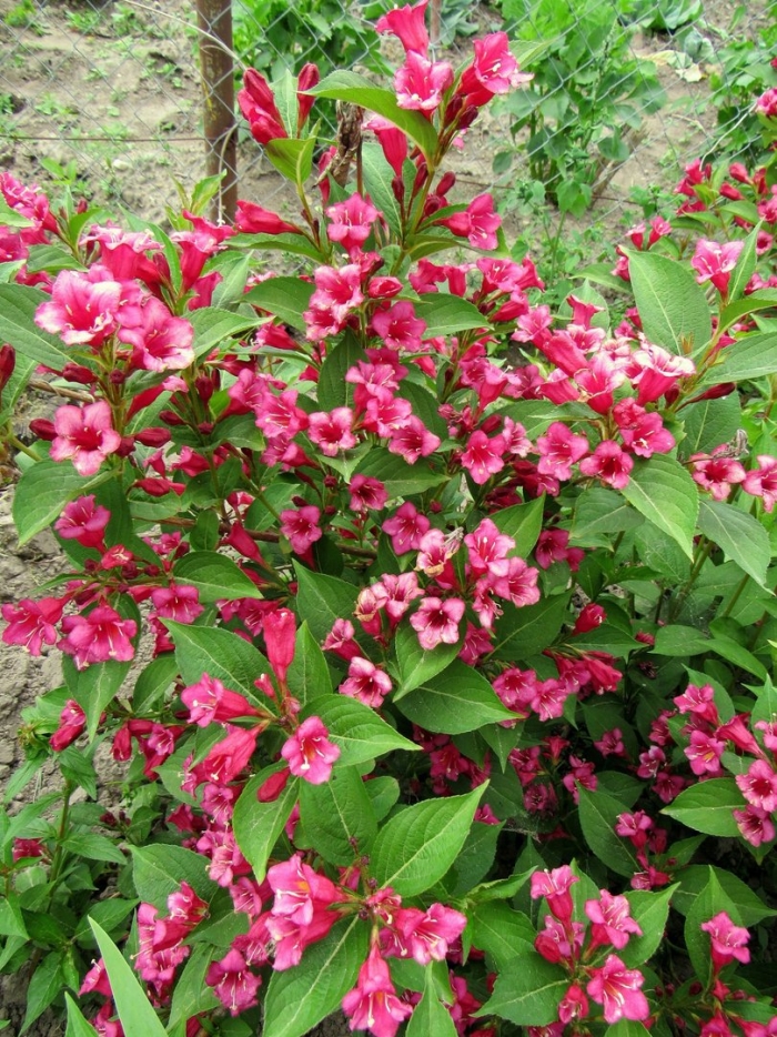 Вейгела цветущая нана вариегата