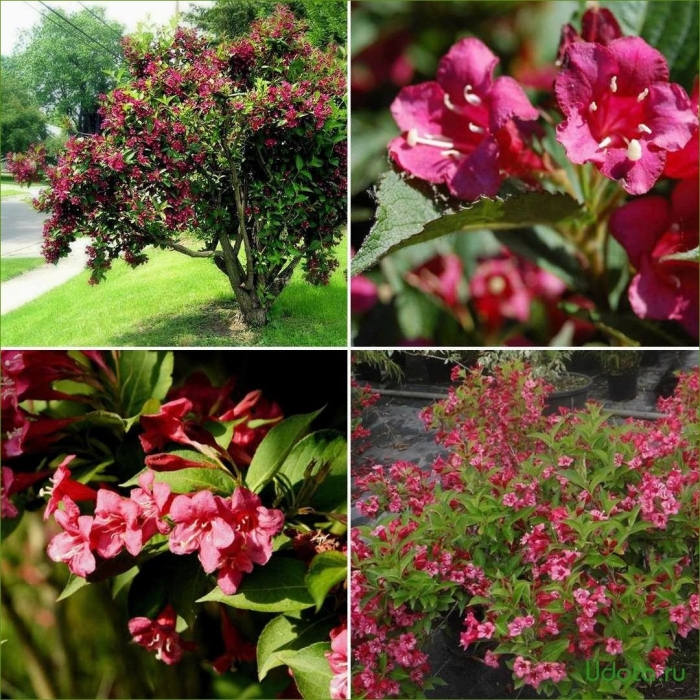 Вейгела санни