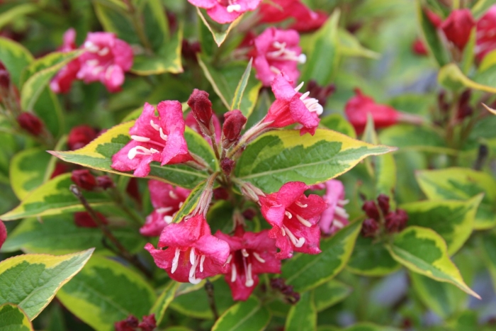 Вейгела красная