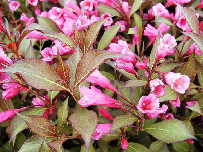 Вейгела цветущая виктория