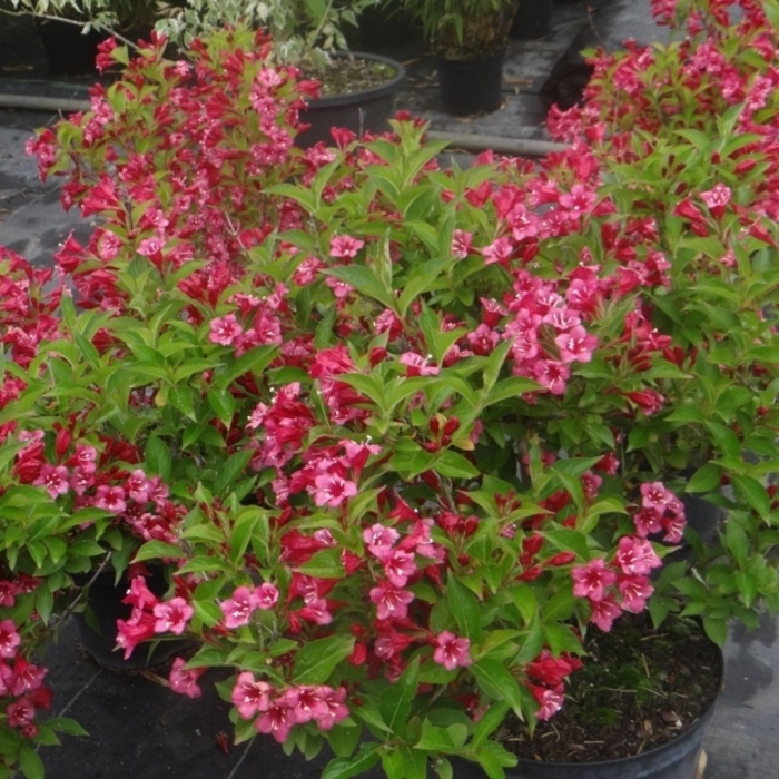 Вейгела цветущая бристоль руби