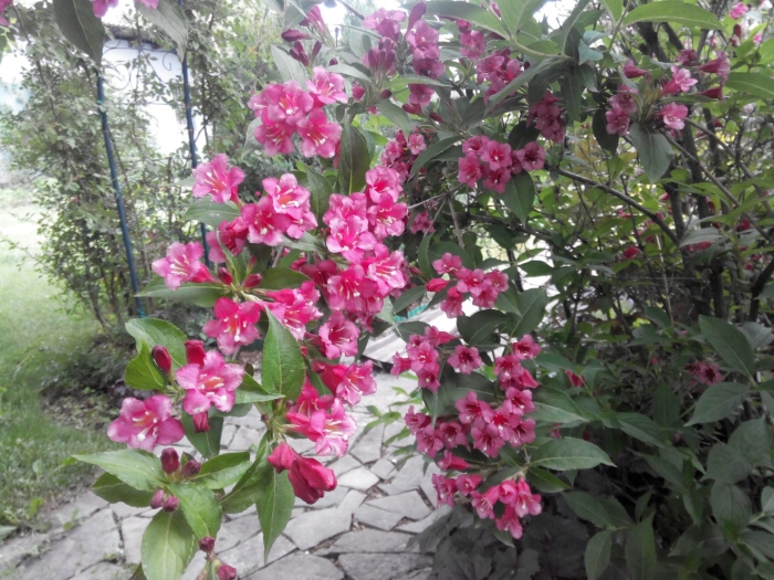 Вейгела бристоль кустарник