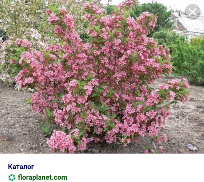 Вейгела розеа