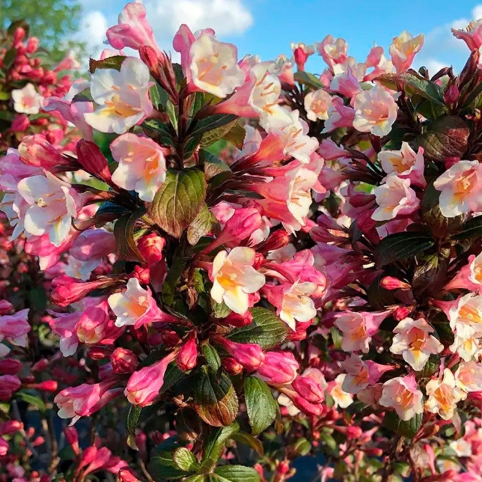 Вейгела винтаж лав