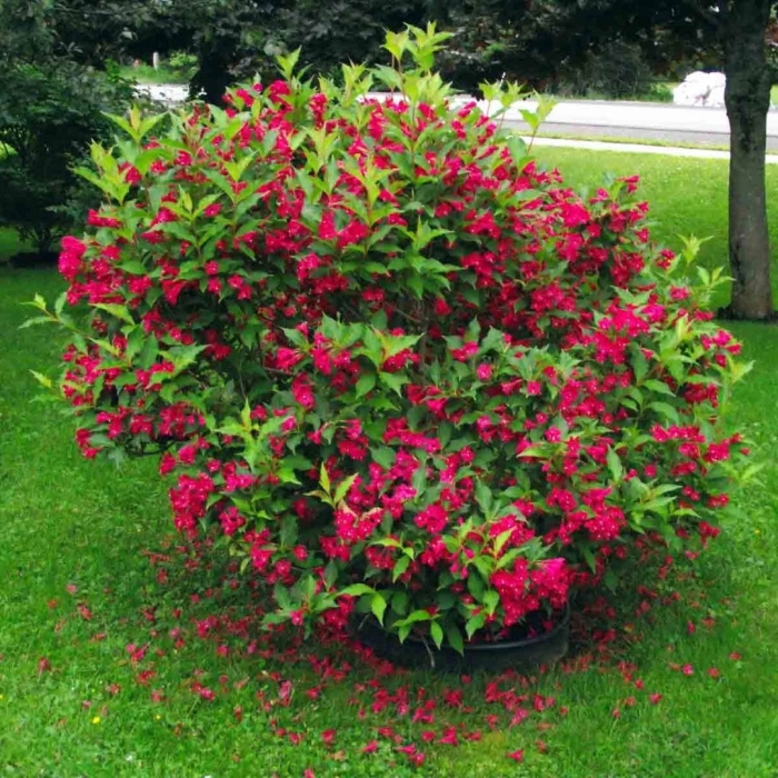 Вейгела ред принц