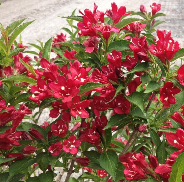 Вейгела цветущая мулен руж