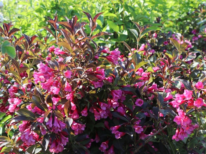Вейгела флорида александра