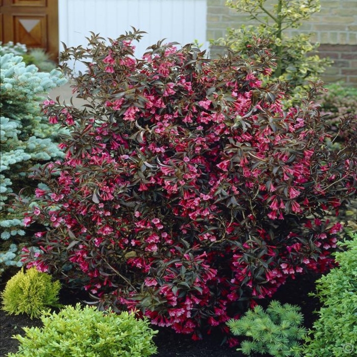 Вейгела цветущая foliis purpureis