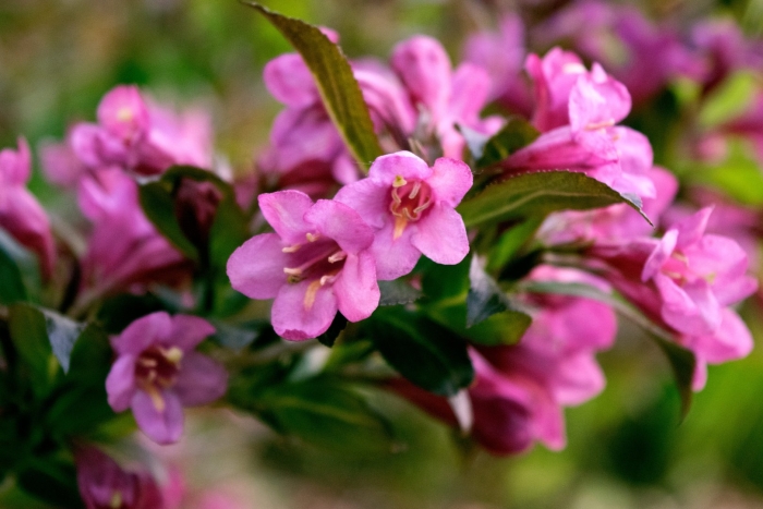 Цветок вейгела