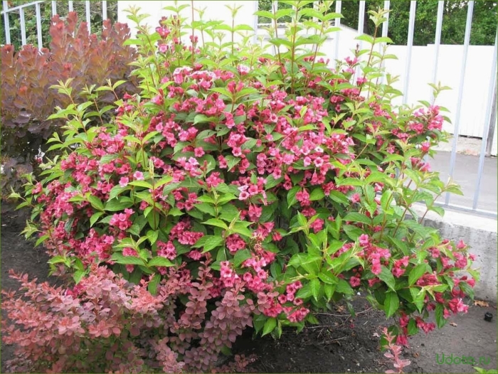 Вейгела бристол руби