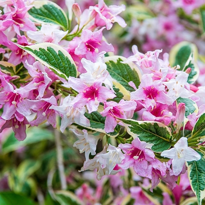 Вейгела флорида вариегата