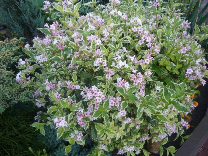 Вейгела вариегата