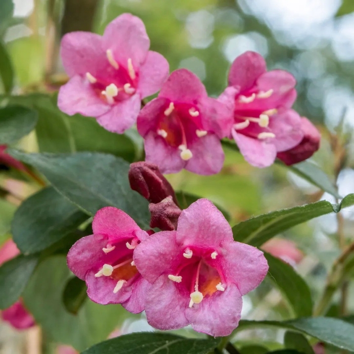 Weigela floribunda