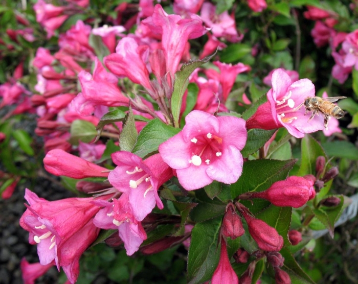 Вейгела минуэт