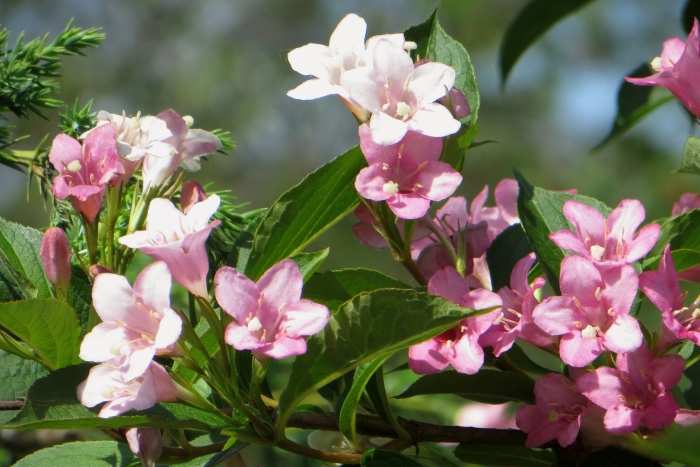 Вейгела блэк энд вайт