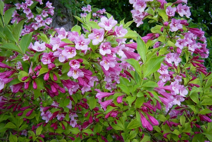 Кустарник вейгела