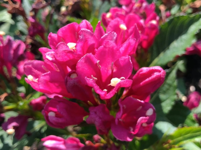 Вейгела олл саммер ред