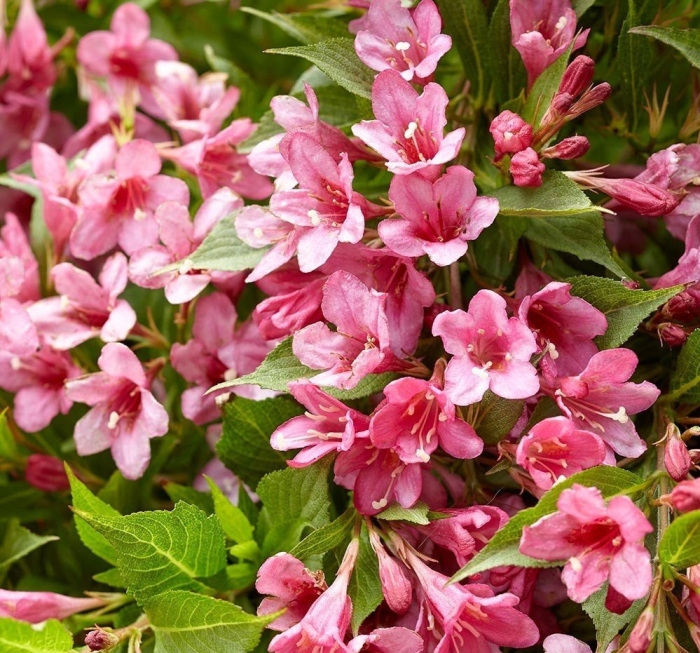 Вейгела кустарник