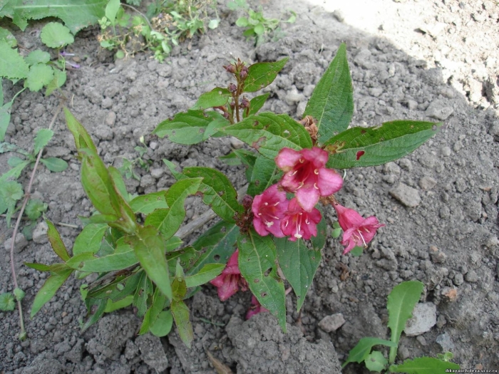 Вейгела бристоль руби