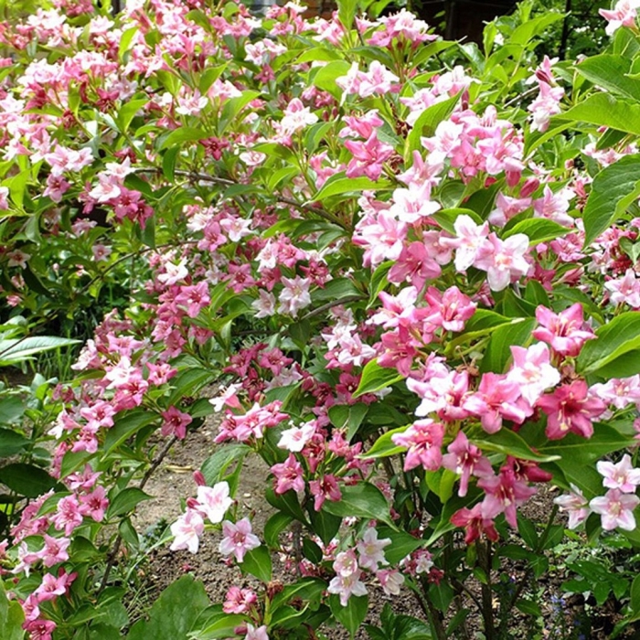 Вейгела густав малер