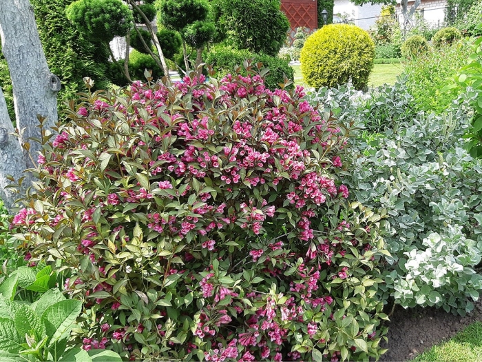 Вейгела цветущая нана пурпуреа