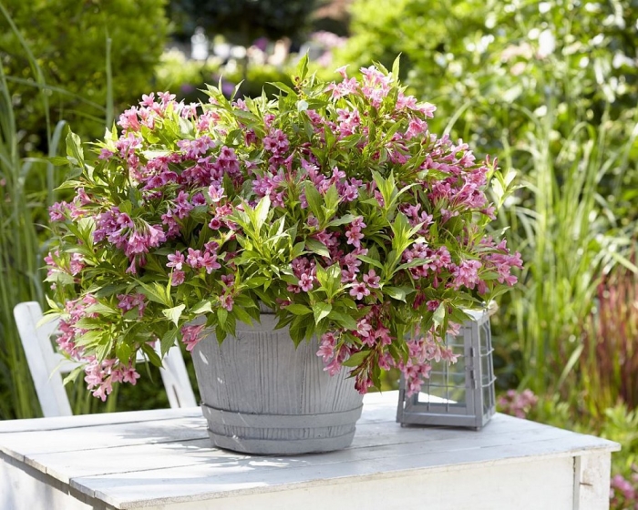 Вейгела пикобелла роуз